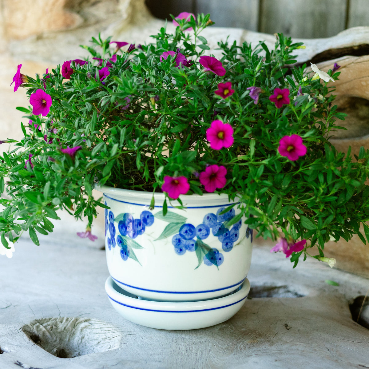 6 Inch Ring Planter