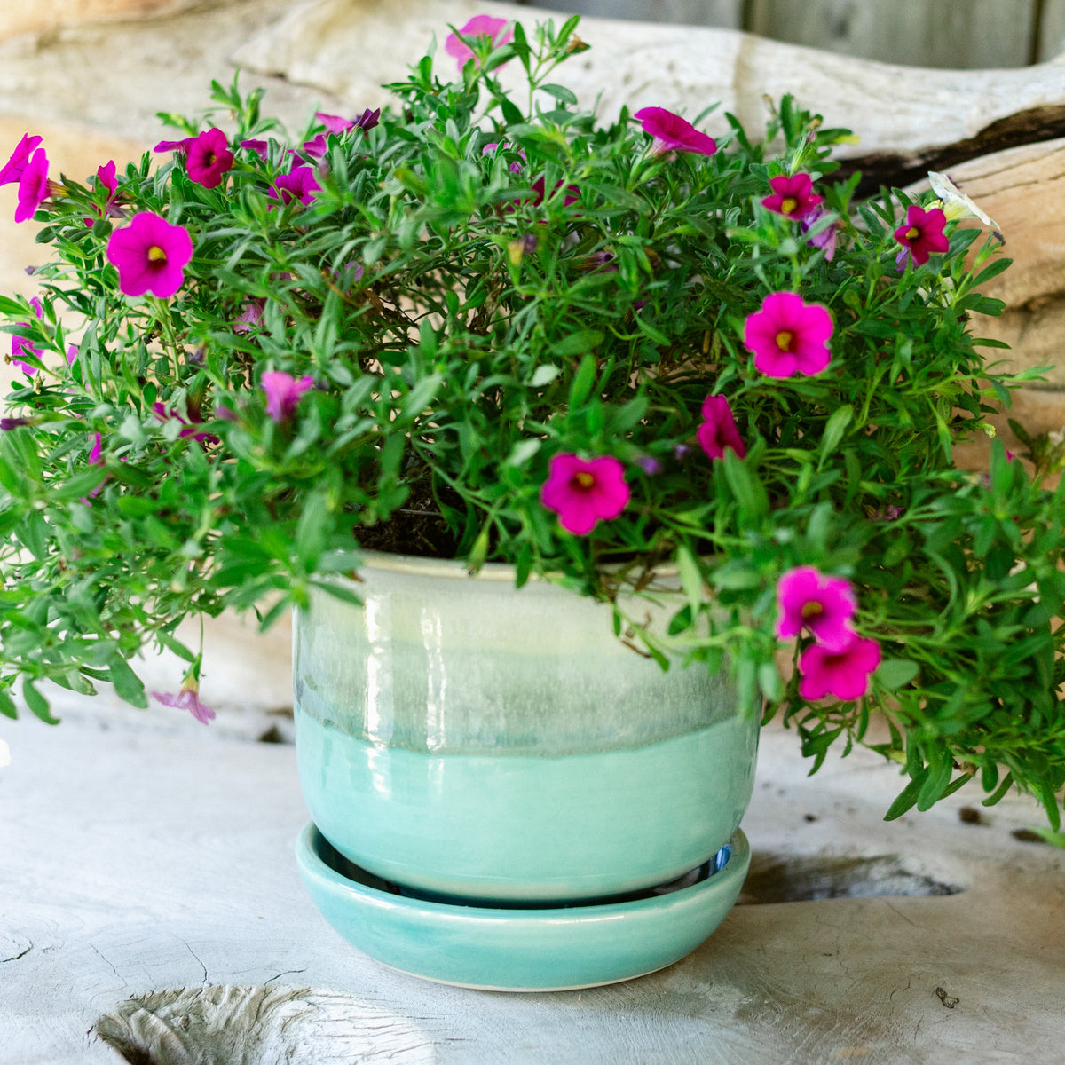 6 Inch Ring Planter