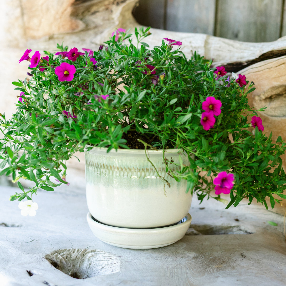 6 Inch Ring Planter