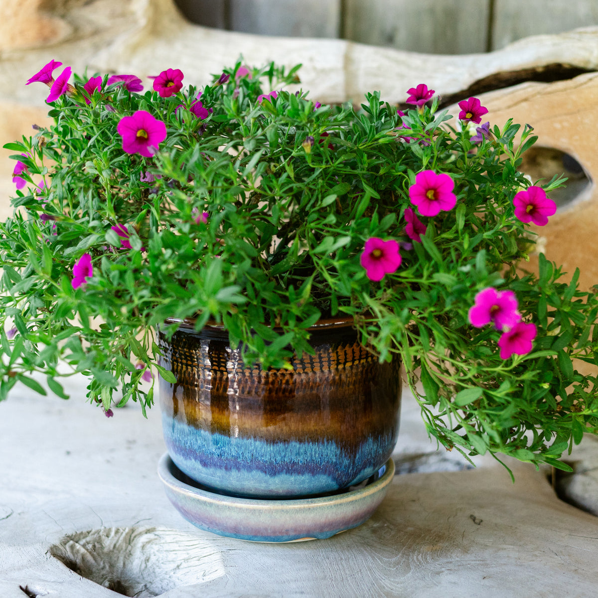 6 Inch Ring Planter