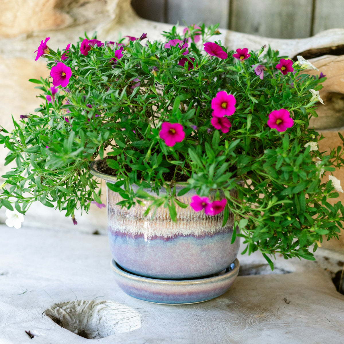 6 Inch Ring Planter