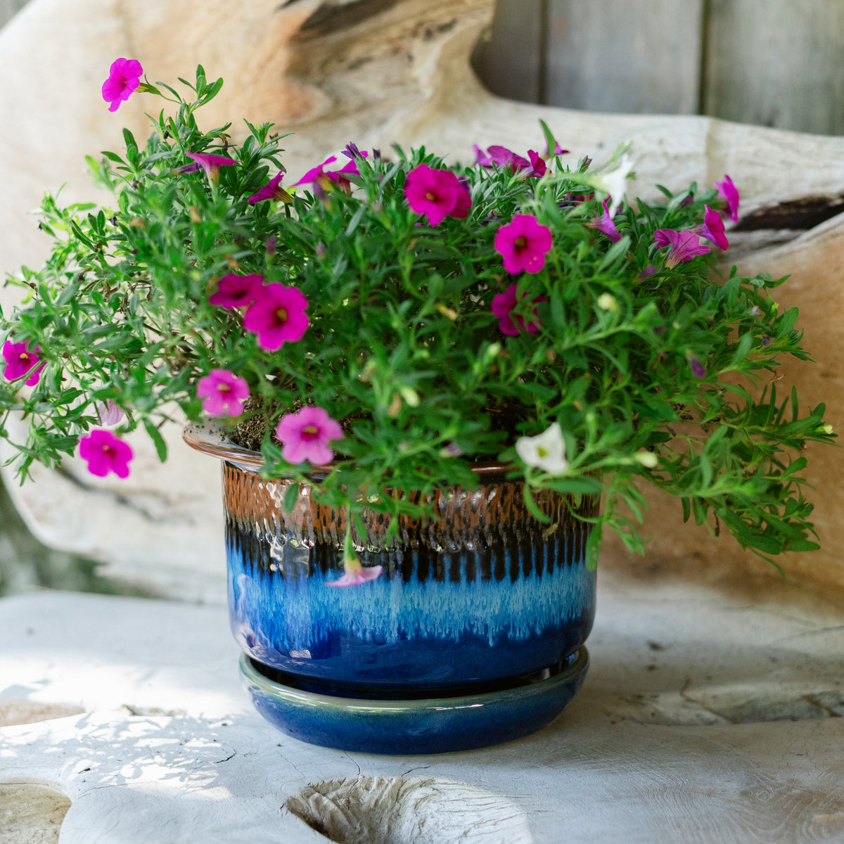 7 Inch Ring Planter