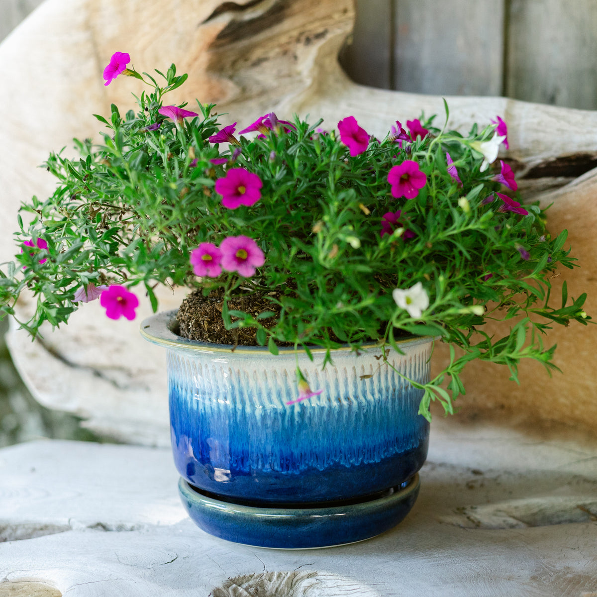 7 Inch Ring Planter
