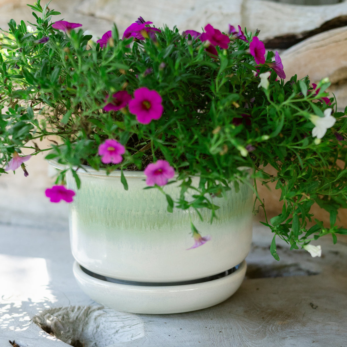 7 Inch Ring Planter